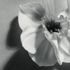 Somnitone - Asphalt Flower
