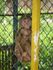 caged ape - night shift